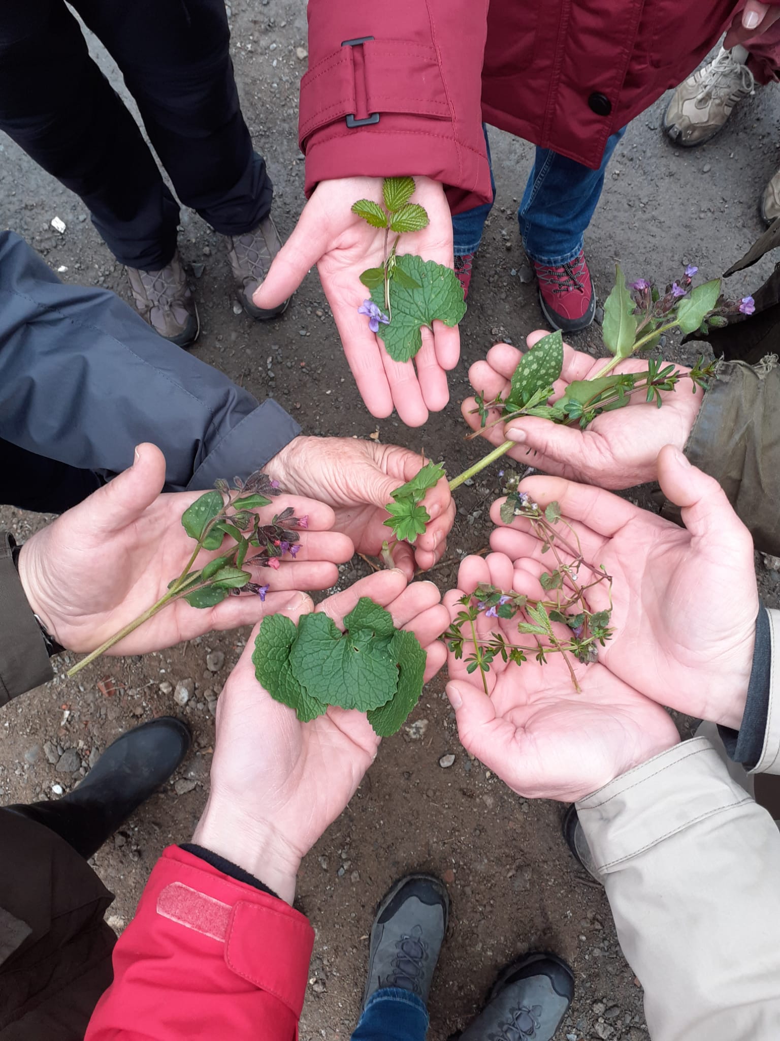 Wildkräuterwanderung am 30.03.2025