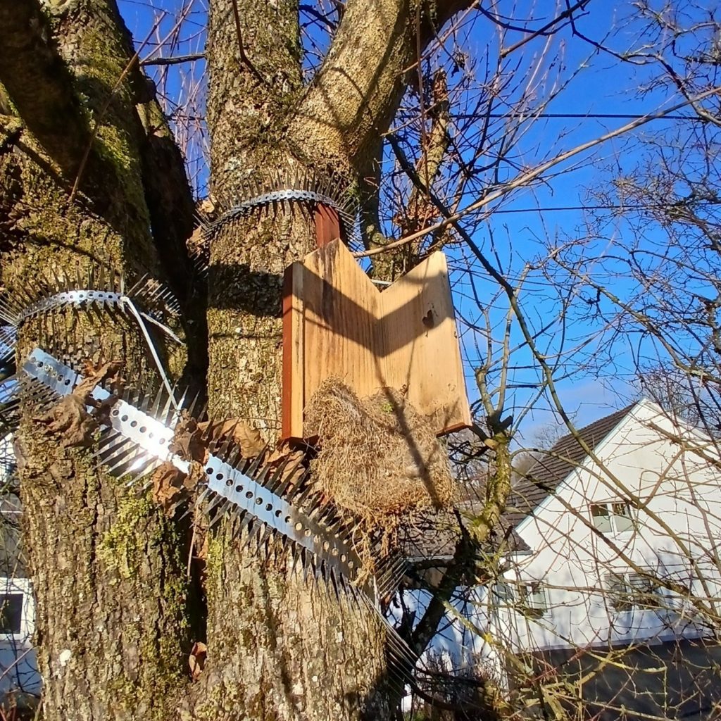 Von einem Waschbär zerstörter Nistkasten an einem Baum