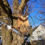 Von einem Waschbär zerstörter Nistkasten an einem Baum